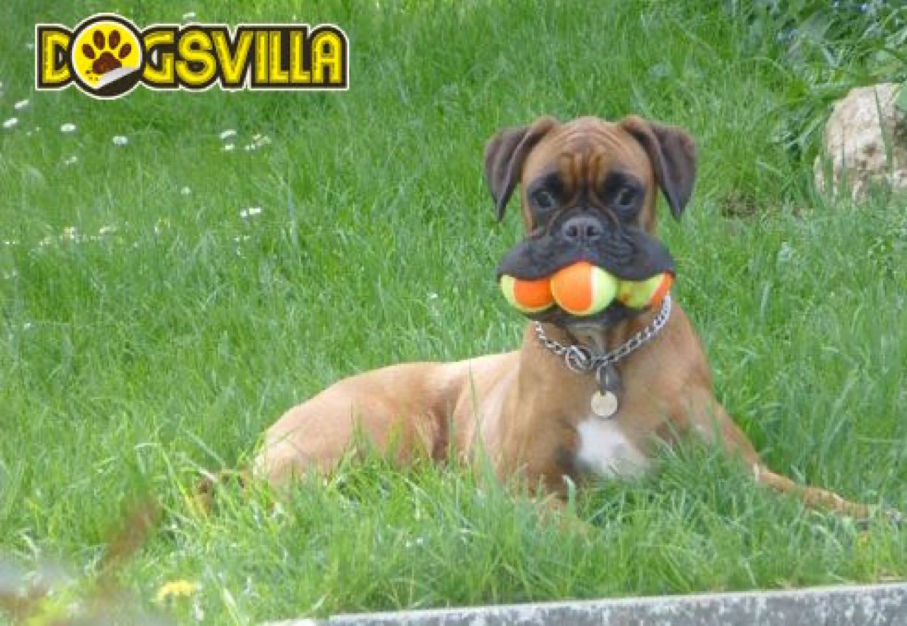 Dog Boarding & Hostel - Photo 57